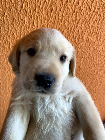 Vendo Filhotes de Labrador Entrego em Florianópolis e São José