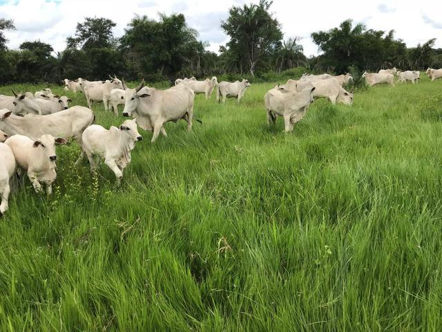 VENDO SÍTIO 22,6 Alq. próximo de Itapirapuã e Águas de São João- Goiás R$2Milhões