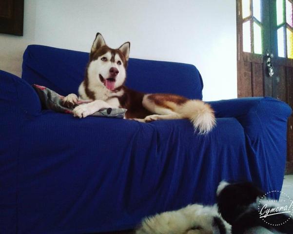 Husky Siberiano - Foto 4