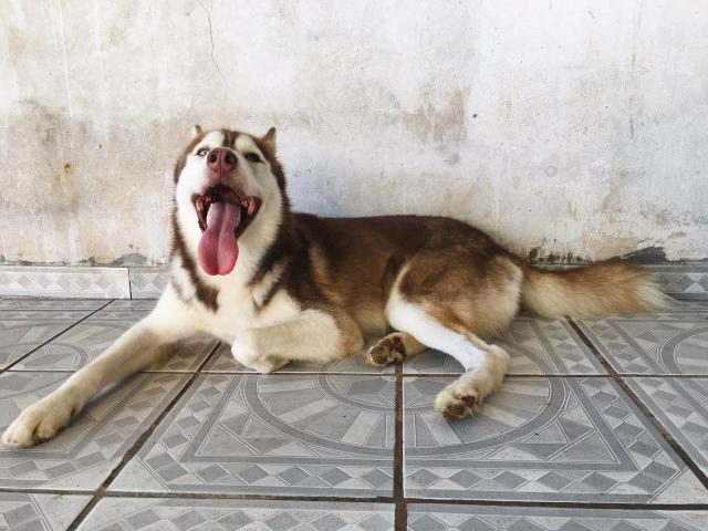 Husky Siberiano