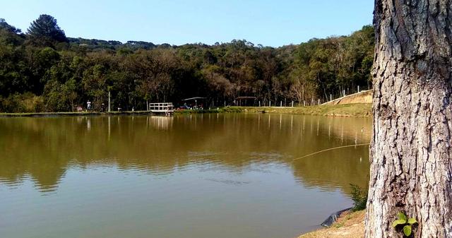 Consultoria para criação de peixes em tanques