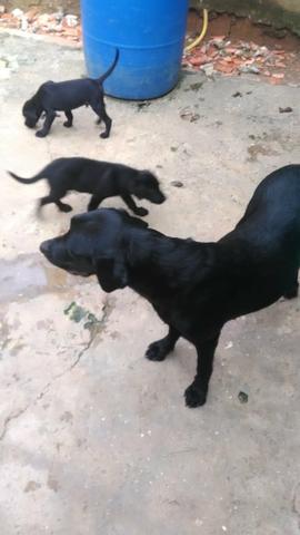 Cachorro labrador - Foto 3