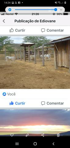 Vendo fazenda próximo a manoel vitorino - Foto 3
