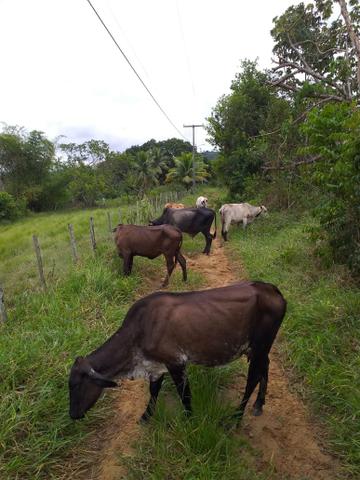 5vacas muito boa de leite
