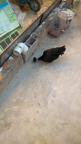 4 galinhas 1 pintinho e um galo - Foto 3