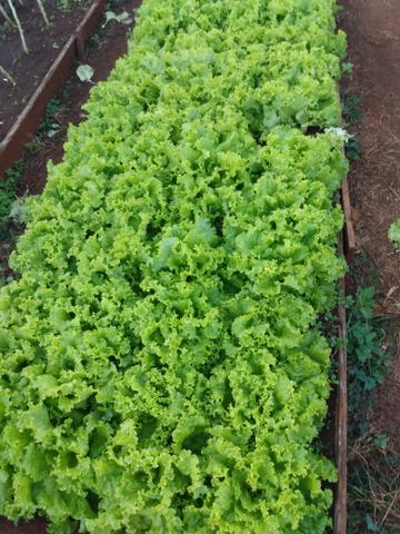 Delivery de verduras e legumes e frutas