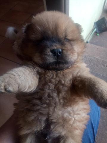 Filhote de chow chow - Foto 3