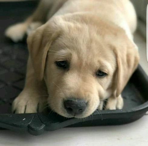 Labrador retriever retroceder a melhor companhia dessa quarentena venha - Foto 3
