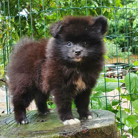 Spitz alemão macho - Foto 4