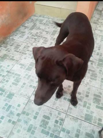 Cachorro labrador - Foto 2