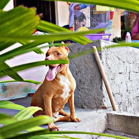 Mix/American Bully/Fêmea Disponível P/Cruza - Foto 4