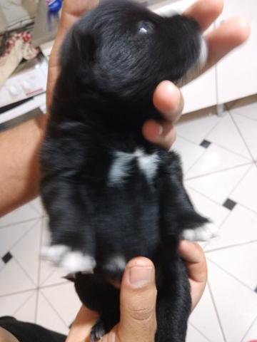 Filhote Chow Chow com labrador - Foto 4