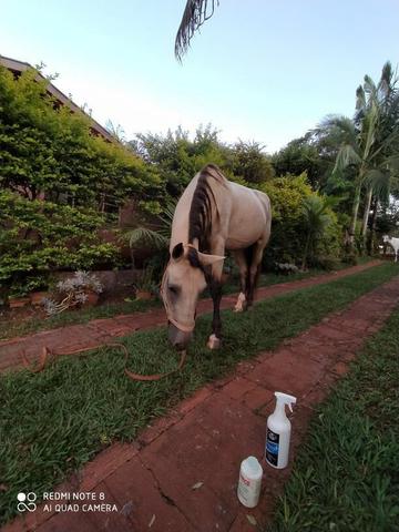 Cavalo Manga Larga - Foto 4
