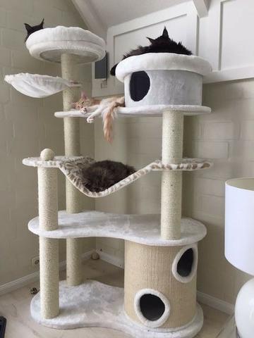 Lindas e Baratas Caminhas e Casinhas Personalizadas p/Gatos - Foto 2