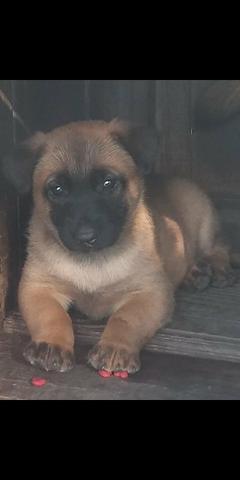 Pastor belga de malinois