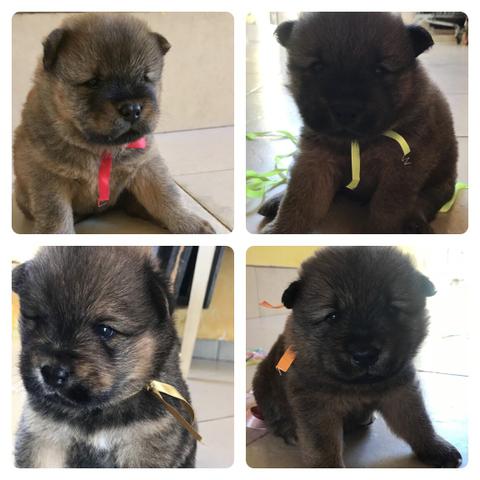 Filhotes de Chow Chow