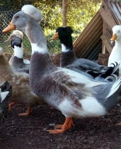 Marreco pompom/pato/frangos