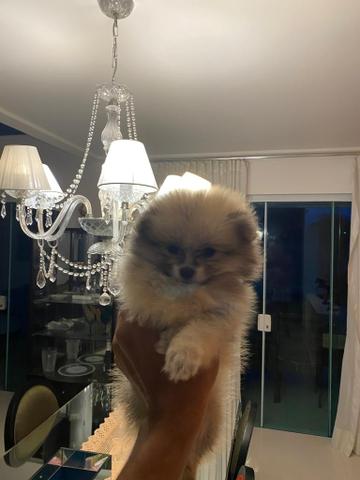 Lulu da pomerania