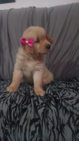 Golden Retriever Fêmea