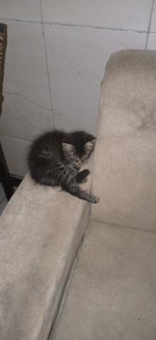 Gato pra adoçao entrego nas estaçoes * - Foto 2