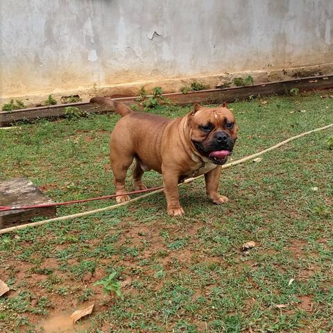 American Bully para cobertura - Foto 2