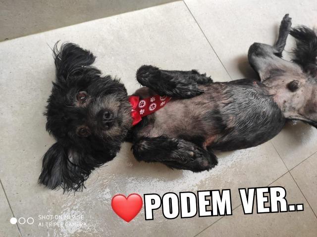 Doação de Poodle preto - Foto 4