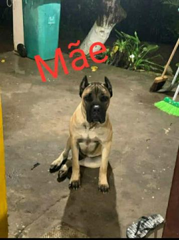 Cane Corso italiano pedigree Cbkc - Foto 2