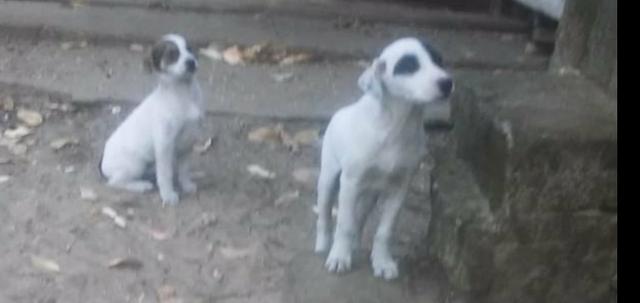 Lindos filhotes para Doação em Capão - Foto 5