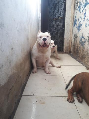 Disponível para cobertura. American bully