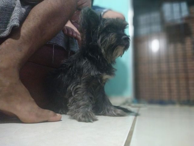 Doa se cadelinha - Foto 2