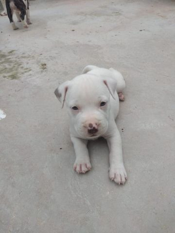 Filhote de pitbull
