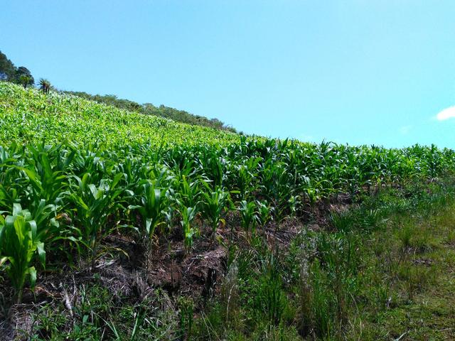 Fazenda de 123 Alqueires .40 Alq de Pasto . Guará ( Guarapuava PR ) - Foto 8