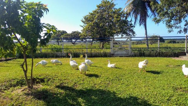 Fazenda 80,52 Ha -Com Açude - ideal Para Pecuária - Foto 18