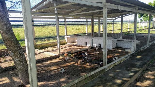 Fazenda 80,52 Ha -Com Açude - ideal Para Pecuária - Foto 8
