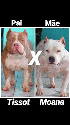 Filhotes de AMERICAN BULLY