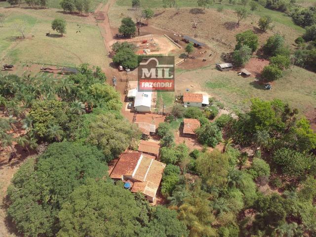 Fazenda 24 Alqueires ( 116.16 hectares )- Santa Cruz \ Cristianópolis-GO - Foto 5