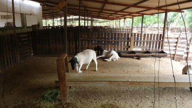Vendo Fazenda com 250 ha, no Município de Touros - Foto 16
