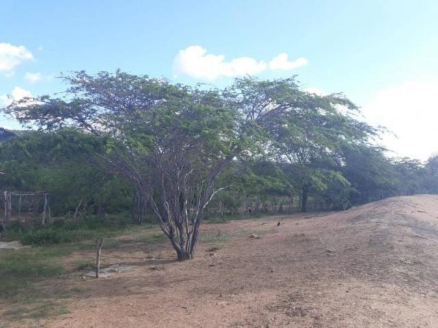 Fazenda para venda em santa cruz do capibaribe, centro - Foto 9