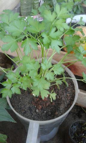 Vendo plantas - Foto 3