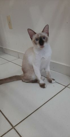 Adoção Responsável de Gato Macho
