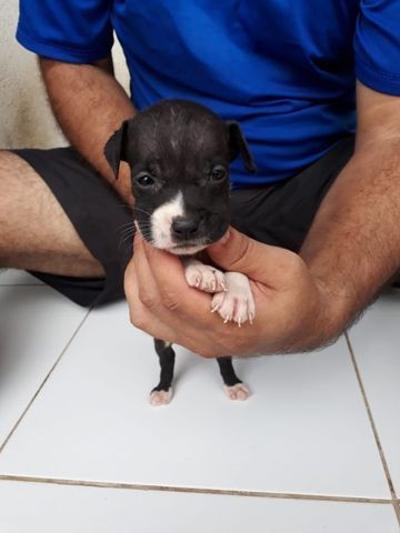 Vendo filhote de Pitbull - Foto 2