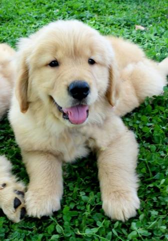 Vendo lindos filhotes de golden retriever vermifugados e com garantia de saúde