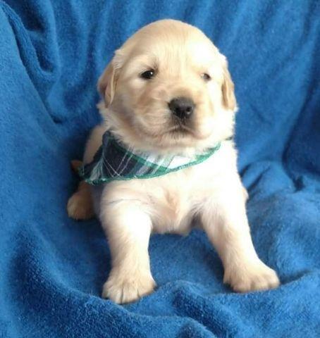 Vendo lindos filhotes de golden retriever vermifugados e com garantia de saúde - Foto 3