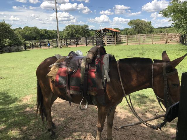 VENDO SÍTIO 22,6 Alq. próximo de Itapirapuã e Águas de São João- Goiás R$2Milhões - Foto 4