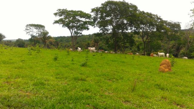 Chácara 5 Alqueires Rio Areia Córrego Nascente Corumbá de Goiás - Foto 11