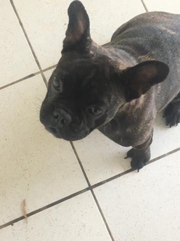 Vendo buldogue francês fêmea.