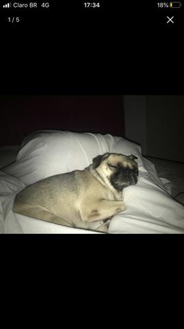 Filhotes de pug - Foto 4