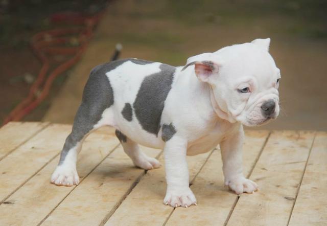 American bully