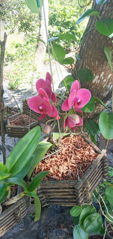 Orquídea Rocha - Produção Rural - Conde 784095391 | OLX