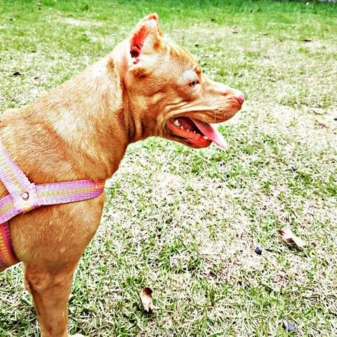 Mix/American Bully/Fêmea Disponível P/Cruza - Foto 5